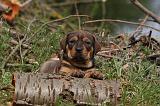 TOSA INU 428